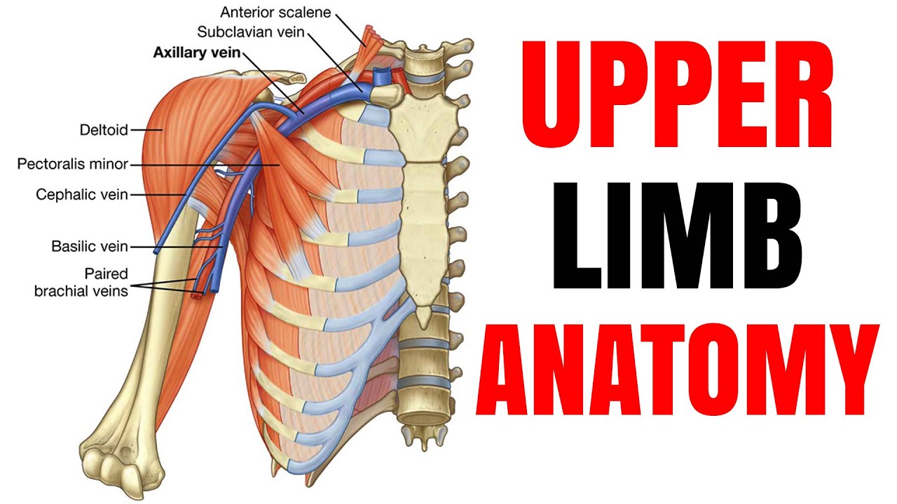Upper Limb Anatomy | Dr Hesham Wageh (The Surgeon)