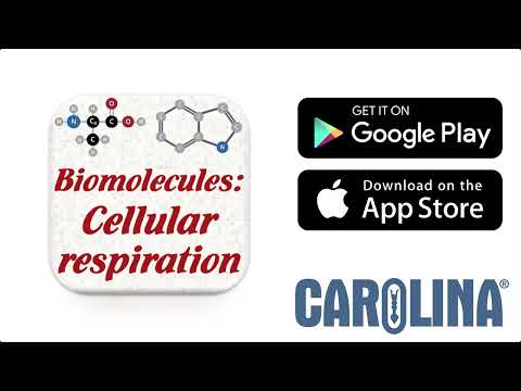 Cellular Respiration Phone App