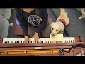 Golden retriever duke piano recital rehearsal