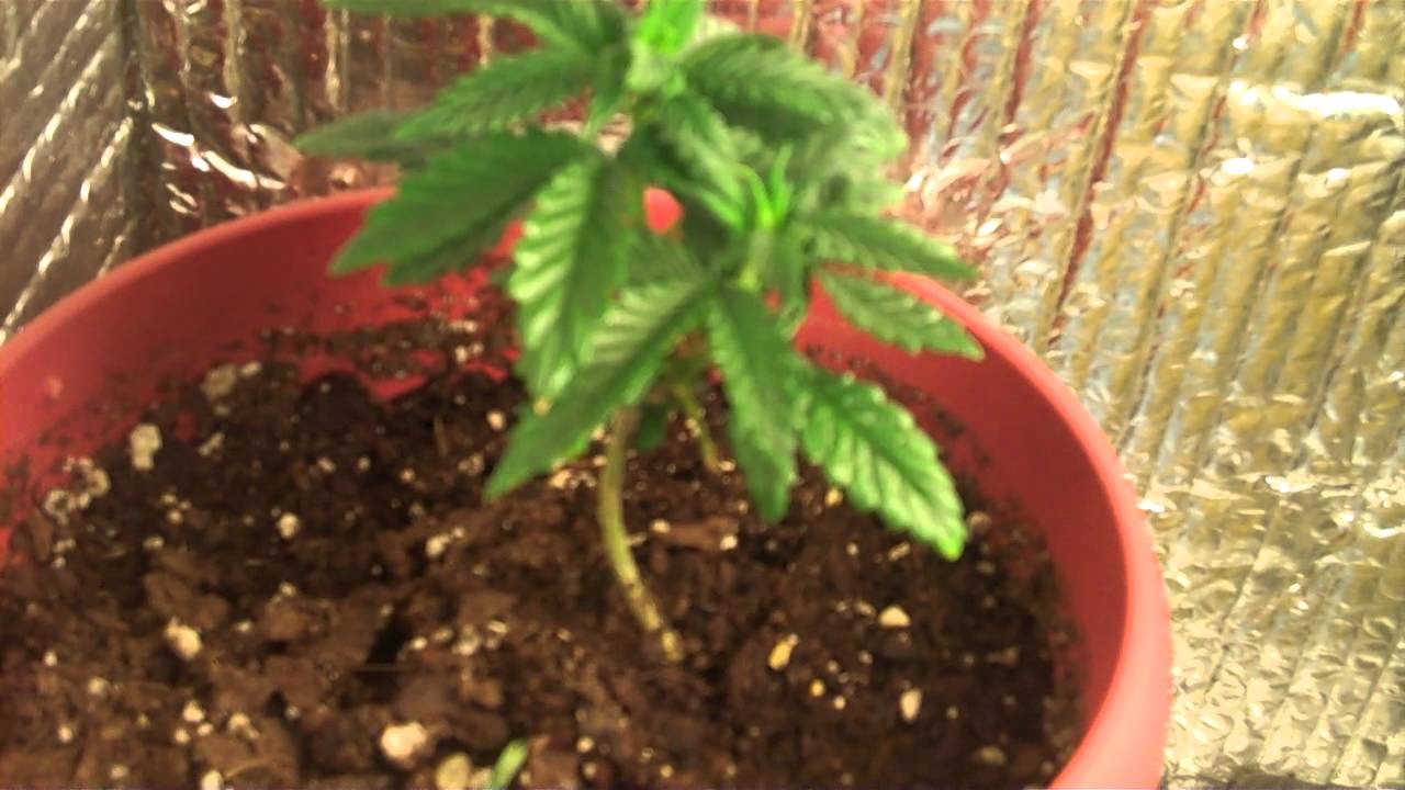 Kidkush Cfl grow box update