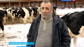 Привезли коров Привезли коров