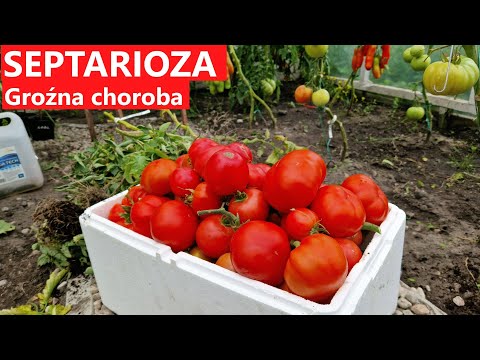 Wideo: Septoria na liściach pomidora: wskazówki dotyczące leczenia plamistości liści Septoria