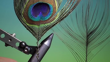 Stripping peacock quills with Barry Ord Clarke