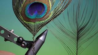 Stripping peacock quills with Barry Ord Clarke