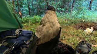 Серая ворона Крышечка на Оредеже | Hooded crow Kryshechka in our summer trip