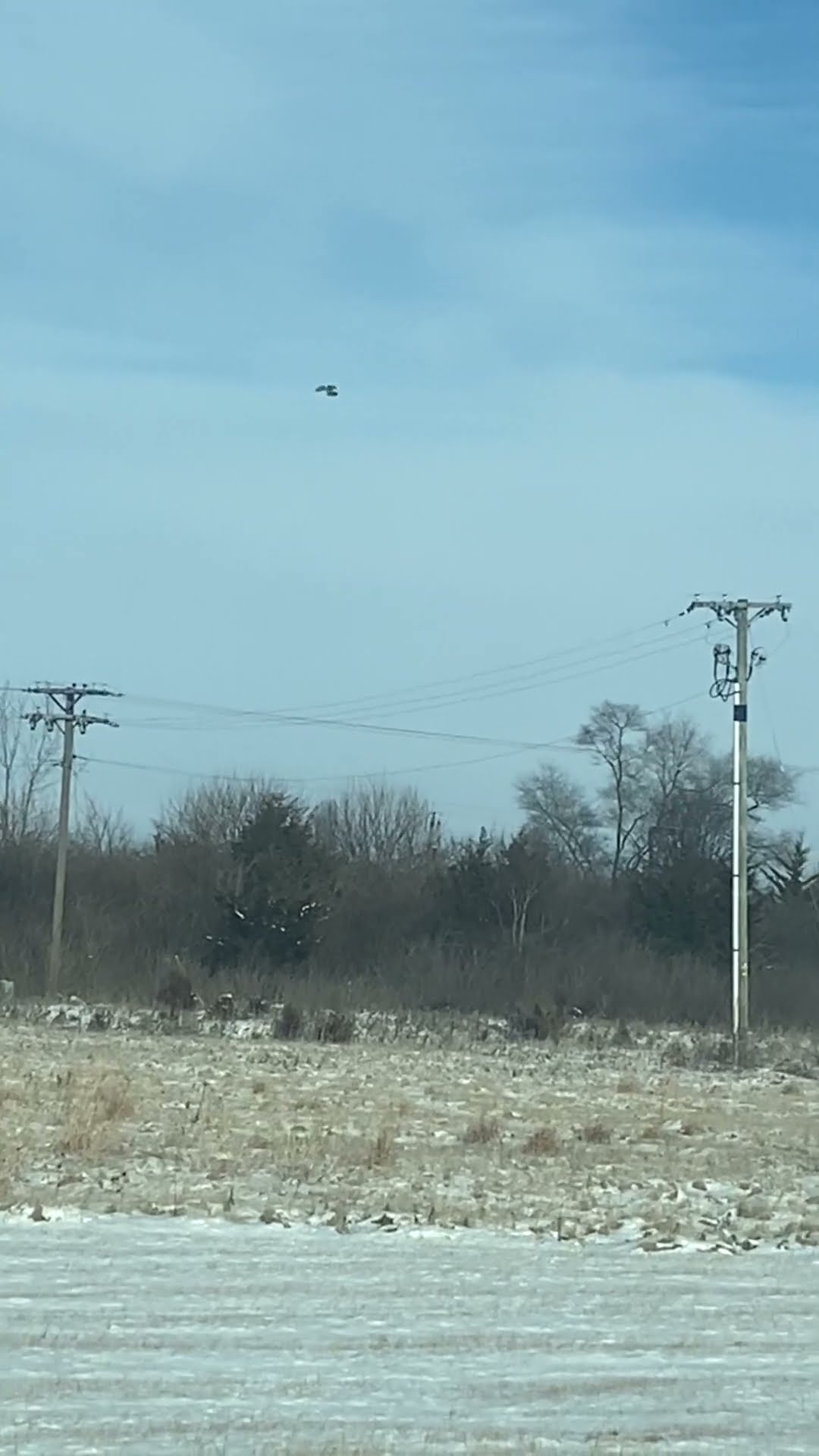 Bird Hovers In One Place || ViralHog