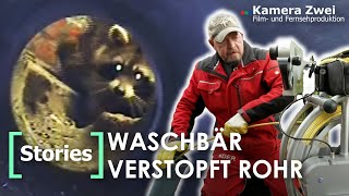 Rohr verstopft? Hier steckt ein Waschbär fest! | Kamera Zwei