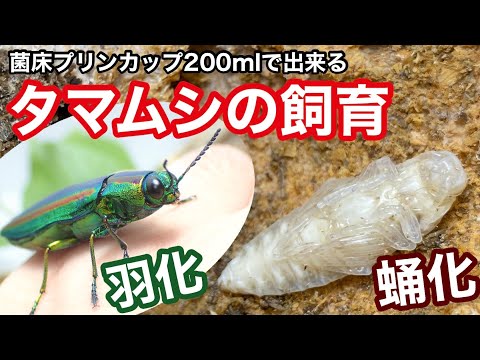 フカヒレ ムカシタマムシ フカヒレ ムカシタマムシ