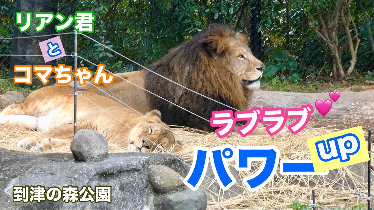 【リアン君とコマちゃん】ラブラブ💕が止まらない！リアン君をペロペロするコマちゃん💖