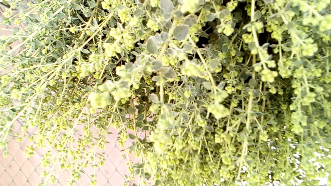 Origano - essiccazione e conservazione | Rosso Fragola