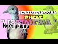 Suara Perkutut Lokal Gacor Katuranggan Istimewa Suara Ngengklung Pikat Joss Nih Mp3 - Mp4 Download