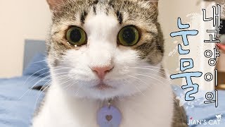 [ENG SUB] My cat suddenly began to shed a lot of tears. What made a cat cry?