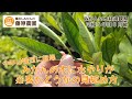 【植付4年目8月】みかんの成木に潅水（かん水、水やり）が必要かどうかの見分け方。今年の夏は非常に乾燥しました。