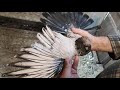 НИКОЛАЕВСКИЕ ГОЛУБИ КИРОВОГРАДСКИЕ! NIKOLAEVSKIE pigeons