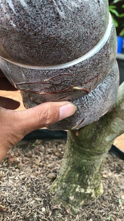 Mango Grafting Method Quickly Removing Roots | Milk Graft! #grafting #mangografting #mangograft