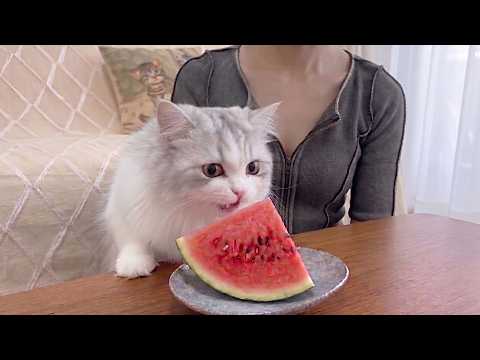 The Reaction of a Kitten Seeing Watermelon for the First Time Is