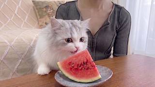 初めて見る『スイカ』に無関心な子猫が先住猫の反応で一変…微笑ましい