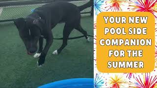 MEET ARLINGTON AT KC PET PROJECT