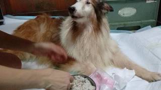 老犬的安寧臨終前的餵食照顧~18歲的Matise.他一生健康無病痛吃飽之後睡夢中離開