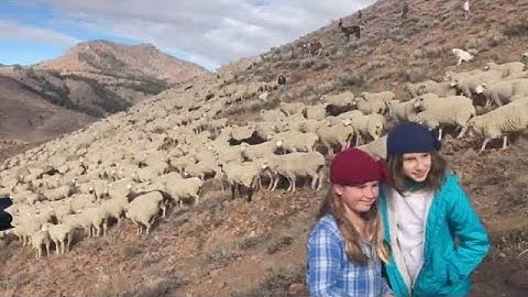 Trailing of the Sheep, 2021