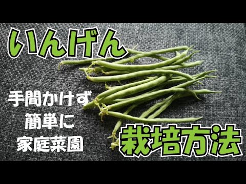 いんげん栽培方法 手間かけず大収穫 Youtube