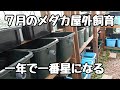 7月は1年で一番めだかが落ちる月 屋外飼育での注意点【メダカ】