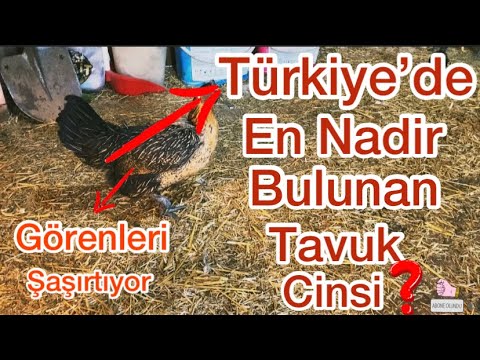 Video: Orman Tavuğu Türleri - Bahçelerimizde Nadir Bulunan Fritillaria