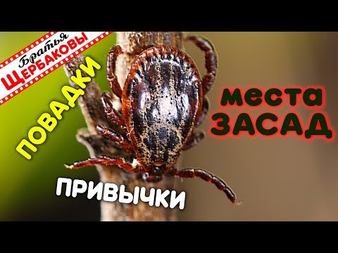 КЛЕЩИ. Типовые МЕСТА ЗАСАД, повадки, ПРИВЫЧКИ