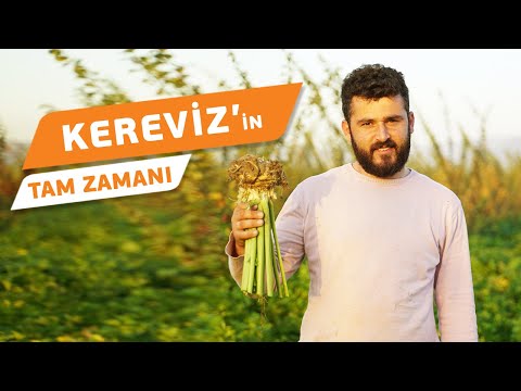 Video: Kereviz Hasadı: Kereviz Ne Zaman ve Nasıl Hasat Edilir