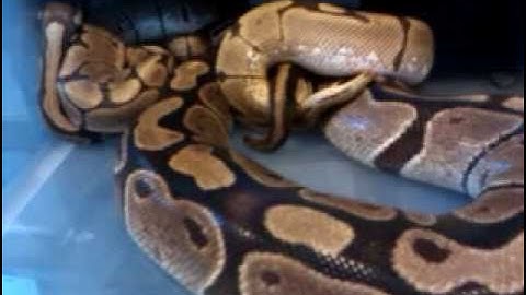 first ball python lockup