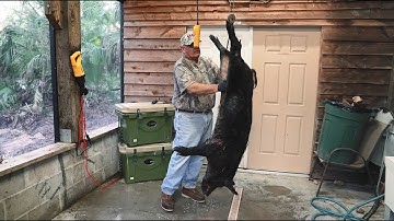 Processing a Hog