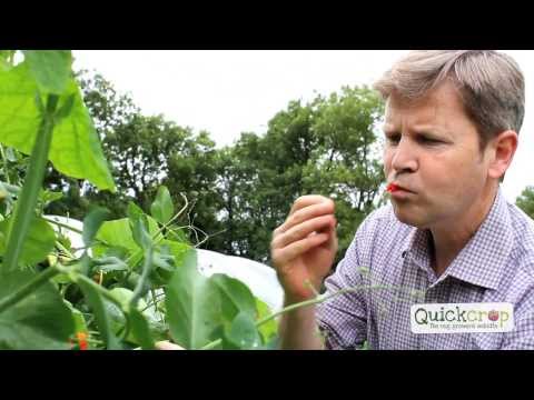 Quickcrop Promo - The Vegetable Gardeners Website