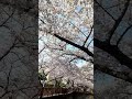KOREA, Cherry Blossom, Jinhae City