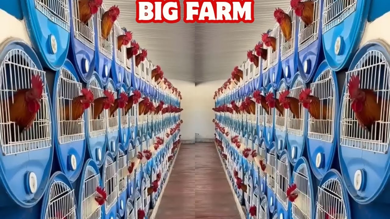 Beautiful View Feeding Time Big Farm - Shape Chicken Coop Outdoor Indoor Leon De Texcoco