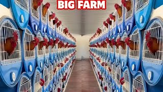 Beautiful View Feeding Time Big Farm - Shape Chicken Coop Outdoor Indoor Leon De Texcoco