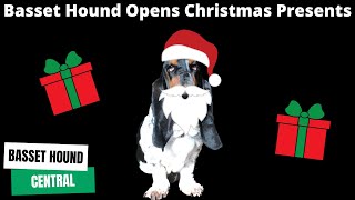 Basset Hound Opens Christmas Presents and Enjoys Her Holiday by Basset Hound Central 695 views 1 year ago 4 minutes, 46 seconds