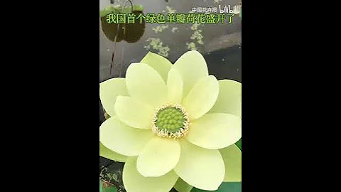 我國首個綠色單瓣荷花品種開花了！ - 天天要聞