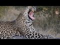 Leopard Eats his Prey on Tree While Hyena Awaits Down There (Wild Life 2020 HD)