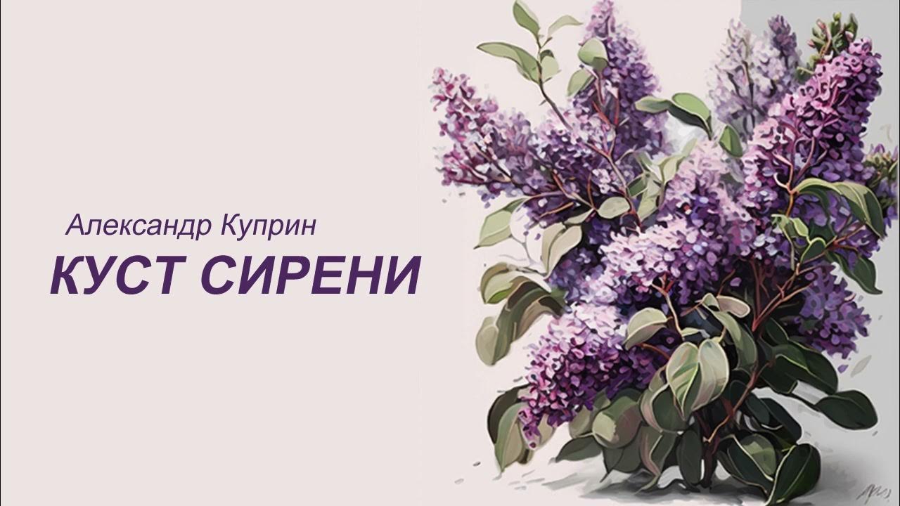 Слушать александру сирень. Куприн сирень. Куст сирени куст сирени Куприн. Куприн сиреневый куст.