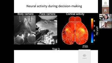 Single-trial neural dynamics are dominated by richly varied movements