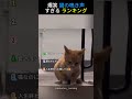 面白すぎる猫の鳴き声ランキング 第2弾 🐱TOP6