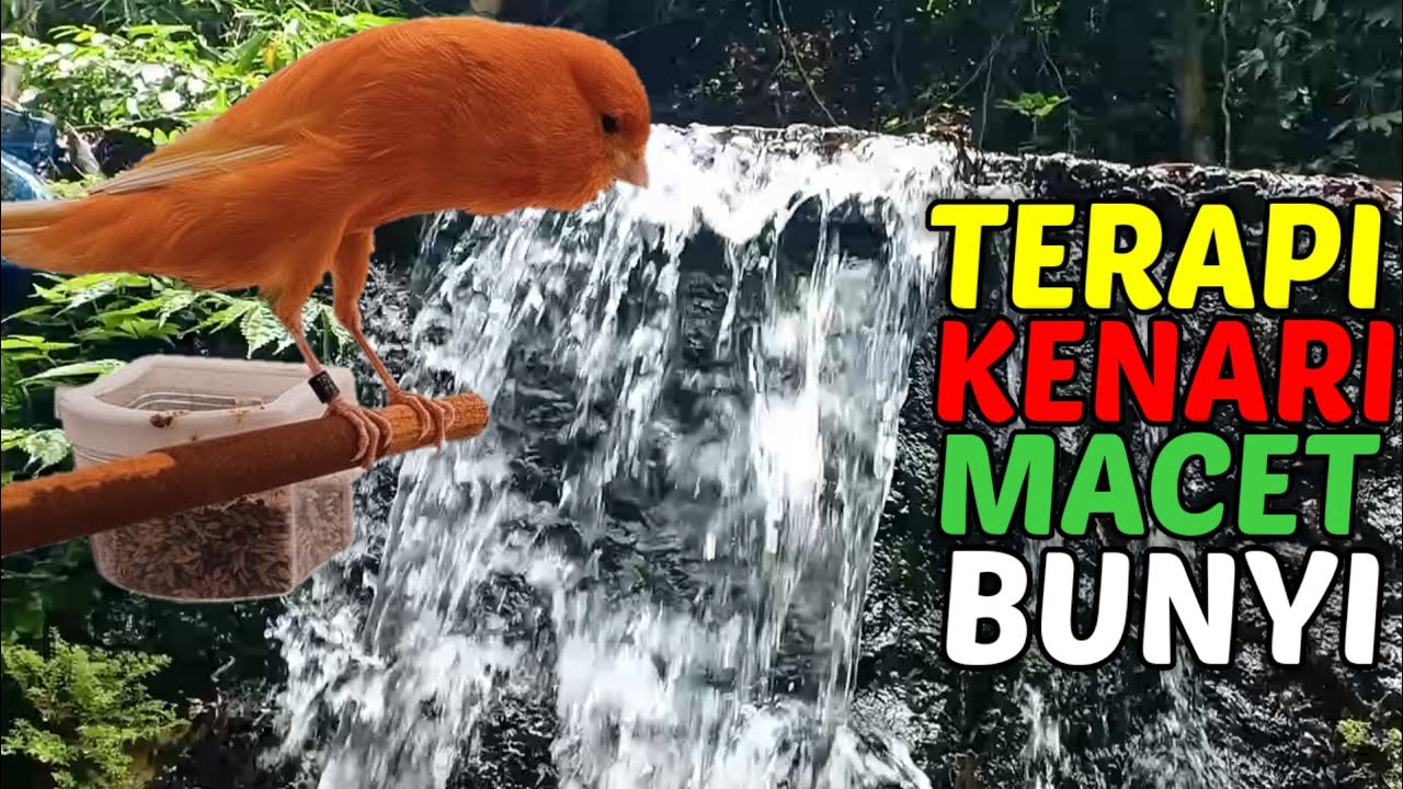 Tips ampuh atasi KENARI MACET BUNYI paska mabung tanpa doping