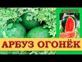 АРБУЗ ОГОНЕК - РАННЕСПЕЛЫЙ ПОПУЛЯРНЫЙ СОРТ АРБУЗА ДЛЯ ТЕПЛИЦ И ОТКРЫТОГО ГРУНТА