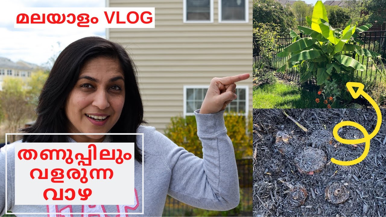 Backyard Garden Malayalam Video with Winter Hardy Banana YouTube