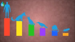 Urban ecology - WELS (Waterpedia Environmental Learning Series)