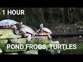 Pond Frogs Tadpoles Turtles Crocodiles 1 HOUR HD SCREENSAVER Relaxing Water Sounds Pond Pond Frogs Tadpoles Turtles Crocodiles 1 HOUR HD SCREENSAVER Relaxing Water Sounds Pond