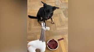 Dog Reaction to Cutting Cake 🤣    Funny Dog Cake Reaction Compilation   Pets House