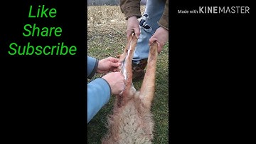 How to skin a coyote. Part 2
