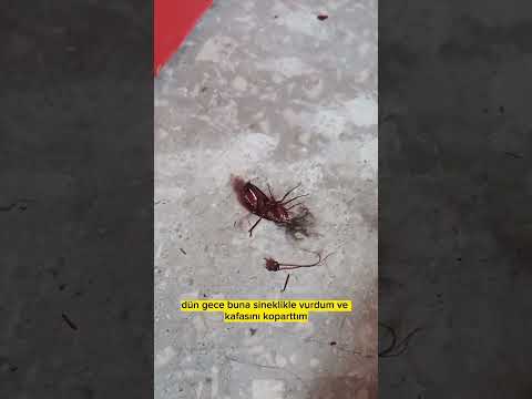 Video: Haziran Böceği Kontrolü: Haziran Böceklerinden Nasıl Kurtulur