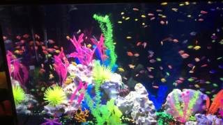265 Gallon Glo-Fish Display Tank